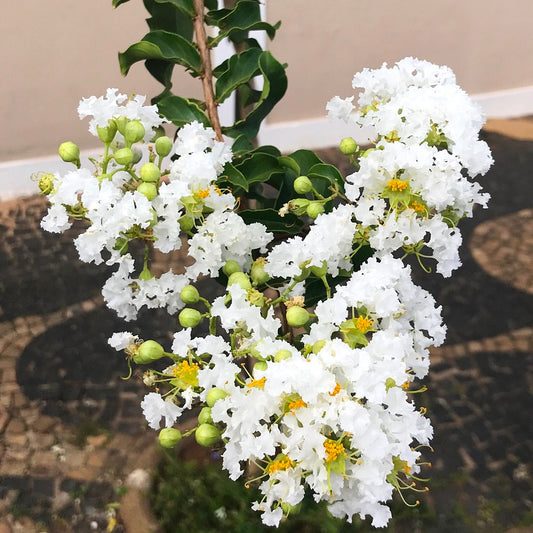 Kínai selyemmirtusz (Lagerstroemia indica 'Branca')