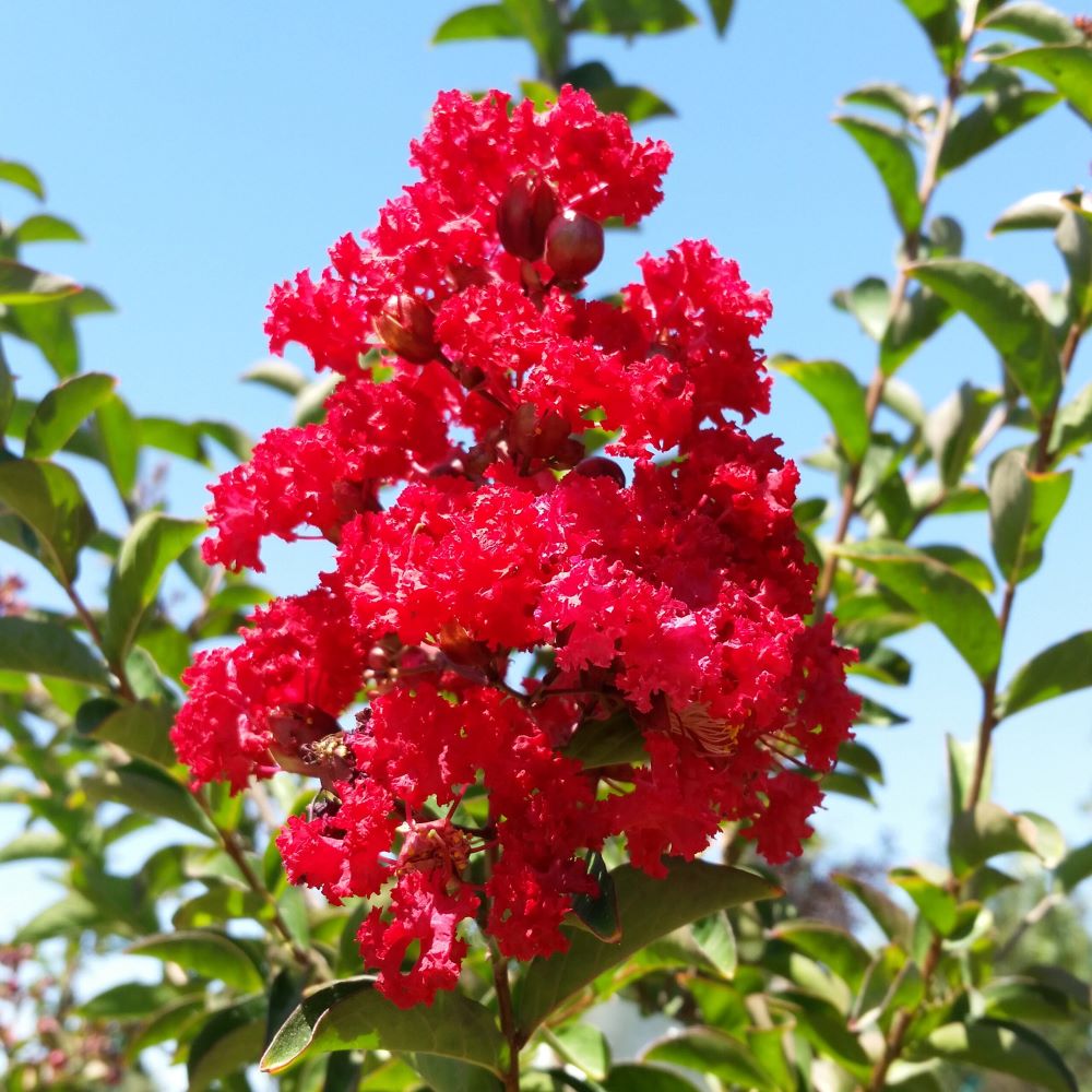 Kínai selyemmirtusz (Lagerstroemia indica 'Dynamite')