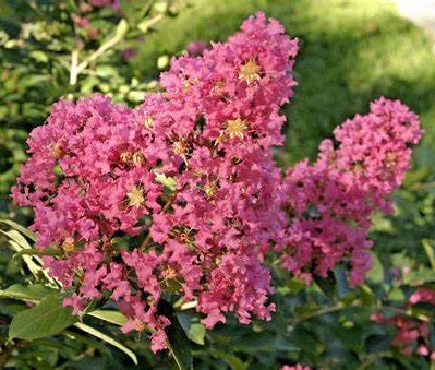 Kínai selyemmirtusz (Lagerstroemia indica 'Hopi')