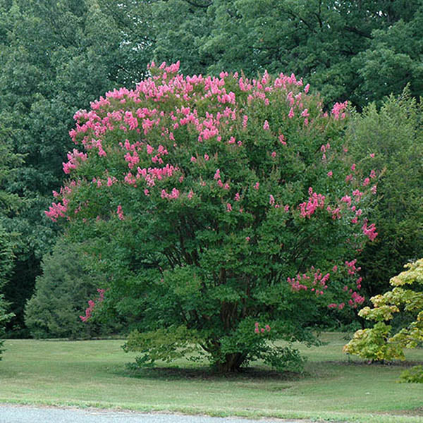 Kínai selyemmirtusz (Lagerstroemia indica 'Hopi')