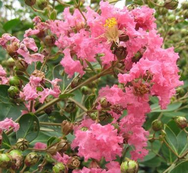 Kínai selyemmirtusz (Lagerstroemia indica 'Hopi')