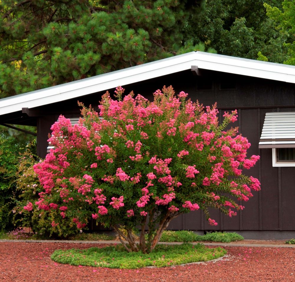 Kínai selyemmirtusz (Lagerstroemia indica 'Hopi')