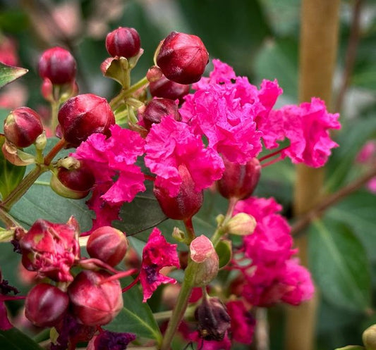 Kínai selyemmirtusz (Lagerstroemia indica 'Liget Paprika')