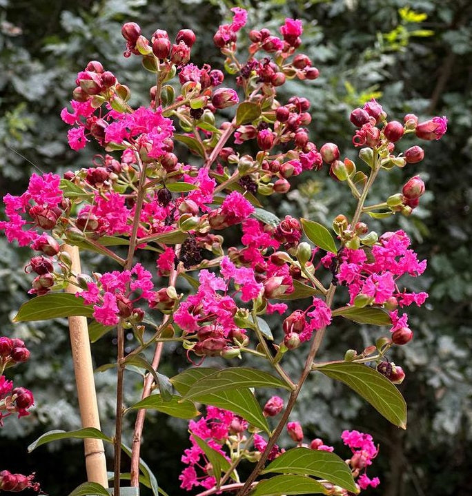 Kínai selyemmirtusz (Lagerstroemia indica 'Liget Paprika')