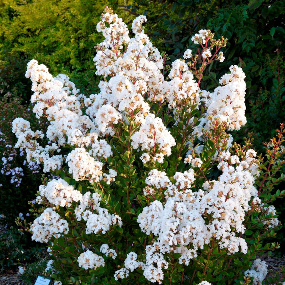 Kínai selyemmirtusz (Lagerstroemia indica 'Nivea')