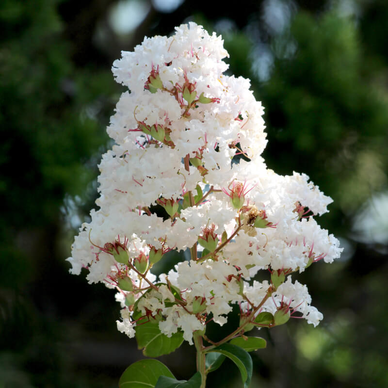 Kínai selyemmirtusz (Lagerstroemia indica 'Nivea')