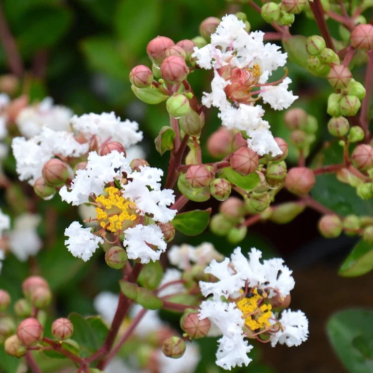 Kínai selyemmirtusz (Lagerstroemia indica 'Nivea')