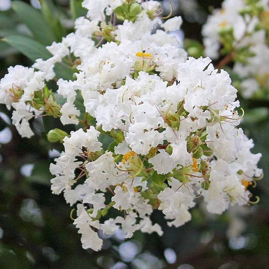 Kínai selyemmirtusz (Lagerstroemia indica 'Nivea')