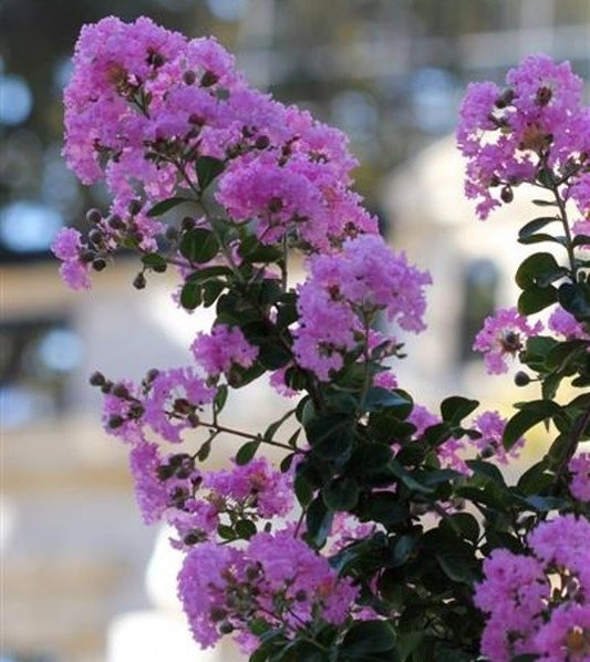 Kínai selyemmirtusz (Lagerstroemia indica 'Petite Orchid')