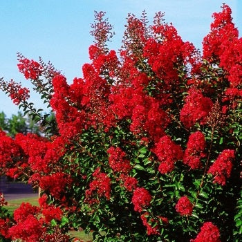 Kínai selyemmirtusz (Lagerstroemia indica 'Red Imperator')