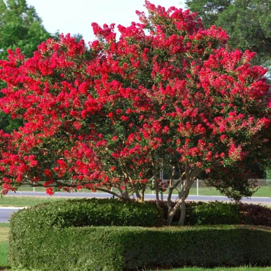 Kínai selyemmirtusz (Lagerstroemia indica 'Red Imperator')