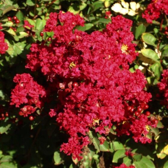 Kínai selyemmirtusz (Lagerstroemia indica 'Red Imperator')