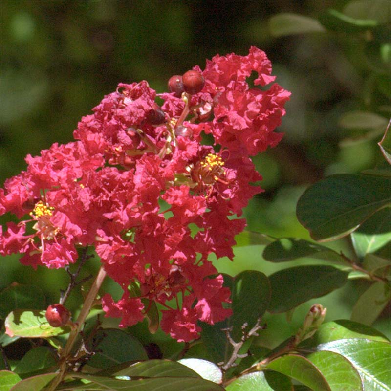 Kínai selyemmirtusz (Lagerstroemia indica 'Red Imperator')