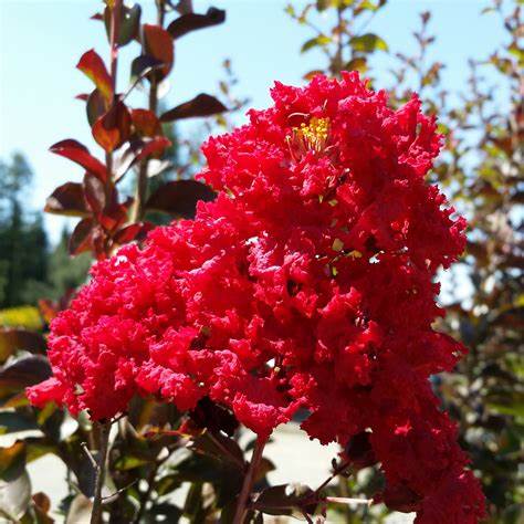 Kínai selyemmirtusz (Lagerstroemia indica 'Red Rocket')