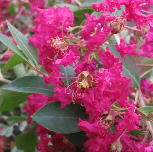 Kínai selyemmirtusz (Lagerstroemia indica 'Turenne')