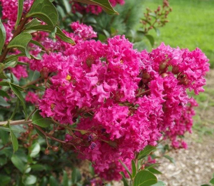 Selyemmirtusz (Lagerstroemia indica x fauriei 'Tonto')