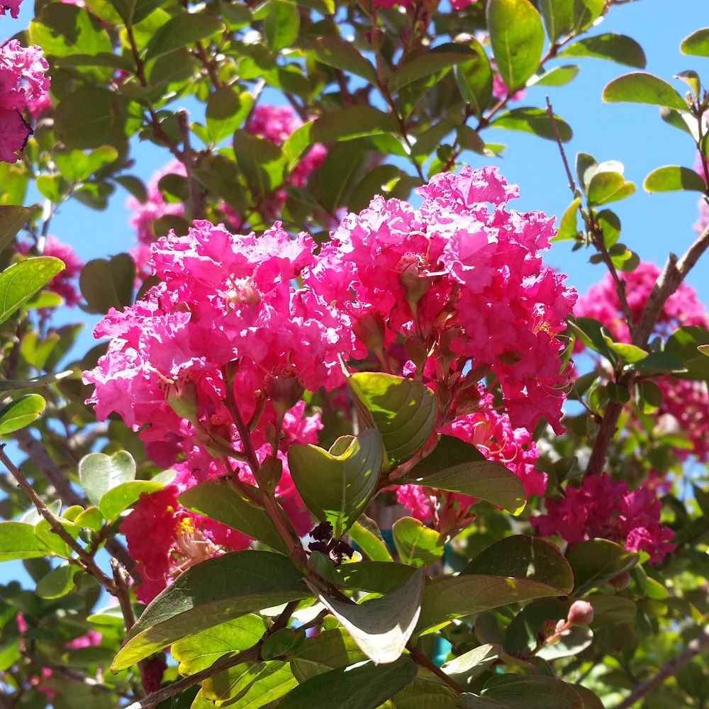 Selyemmirtusz (Lagerstroemia indica x fauriei 'Tonto')