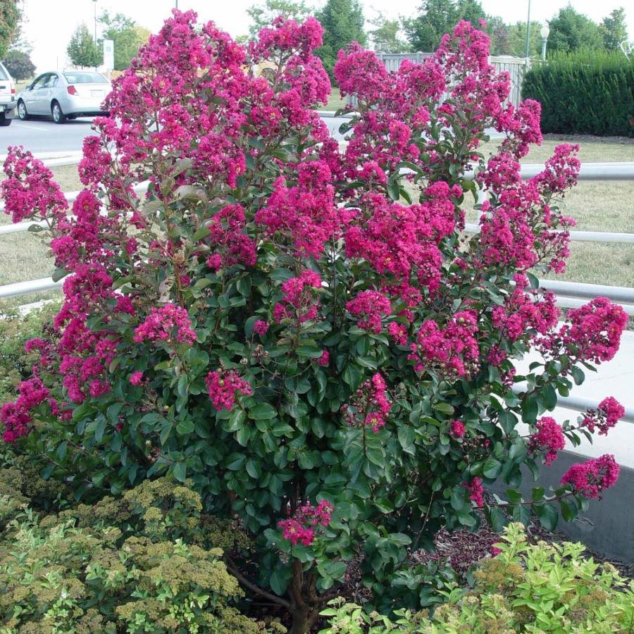 Selyemmirtusz (Lagerstroemia indica x fauriei 'Tonto')