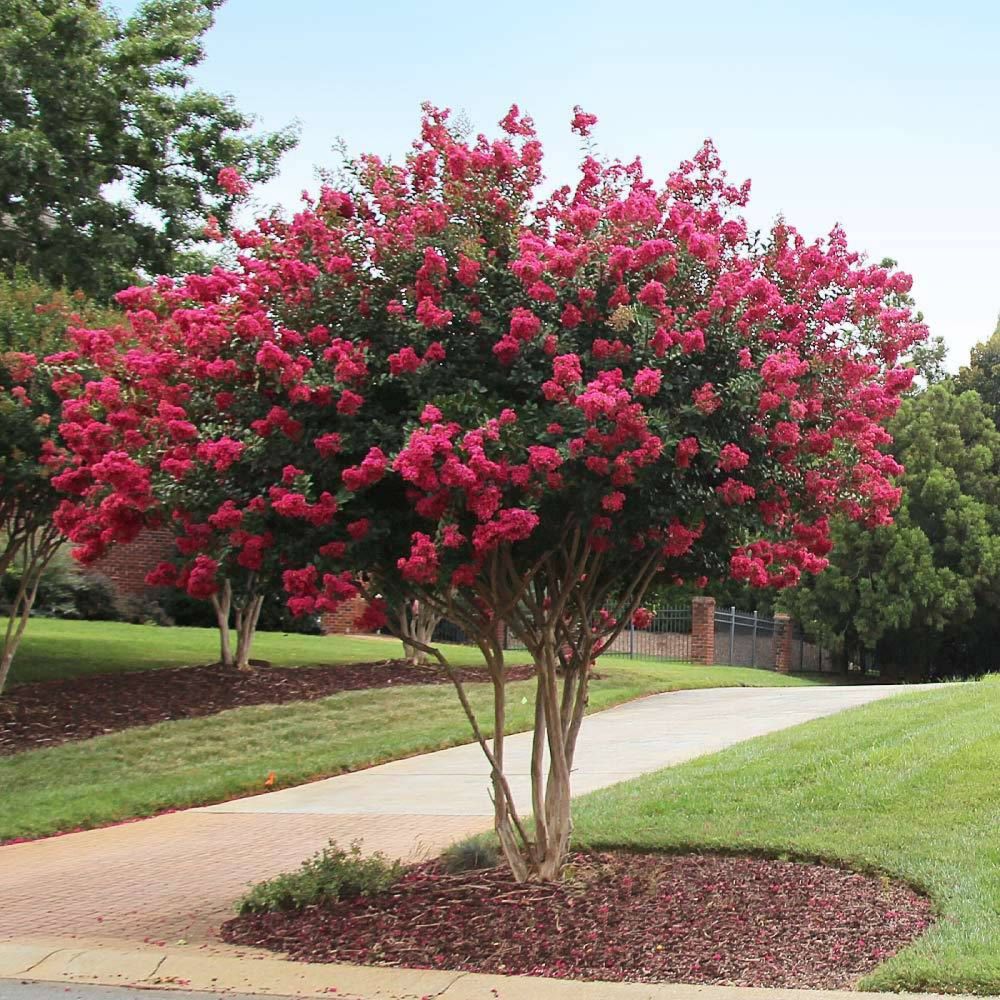 Selyemmirtusz (Lagerstroemia indica x fauriei 'Tonto')