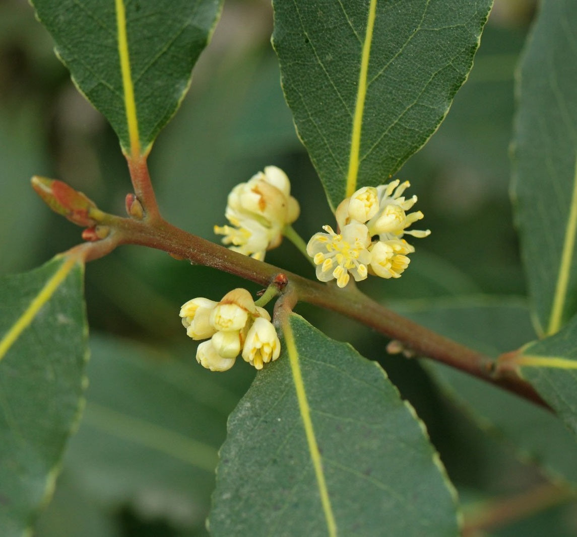 Babér (Laurus nobilis)