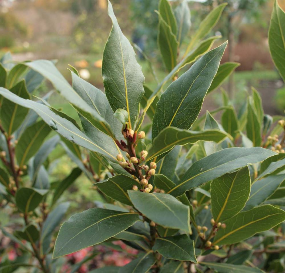 Babér (Laurus nobilis)