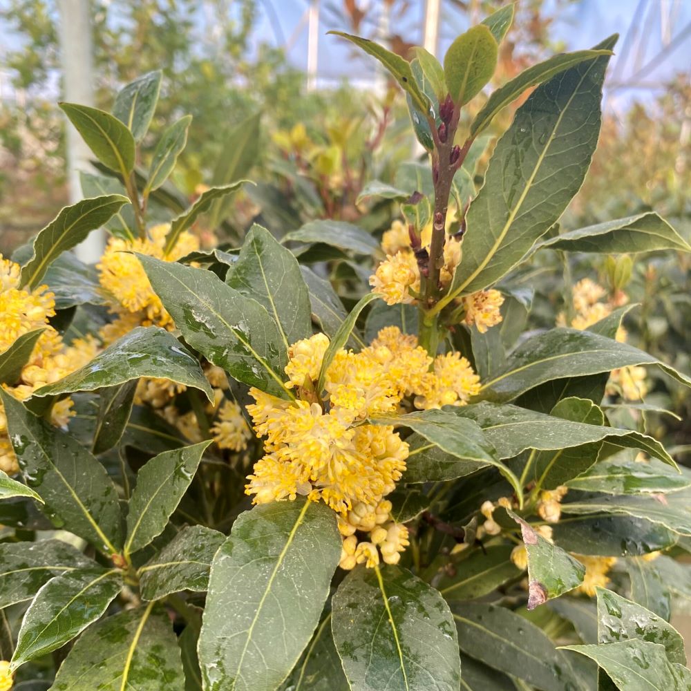 Babér (Laurus nobilis)