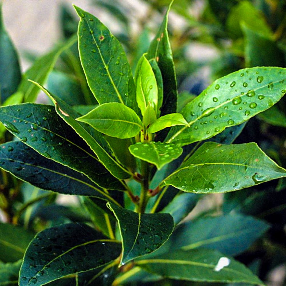 Babér (Laurus nobilis)