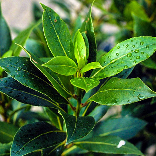 Babér (Laurus nobilis)