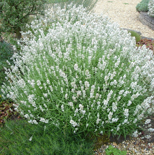 Levendula, fehér (Lavandula angustifolia 'Alba')