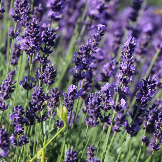 Angol vagy közönséges levendula (Lavandula angustifolia 'Hidcote')