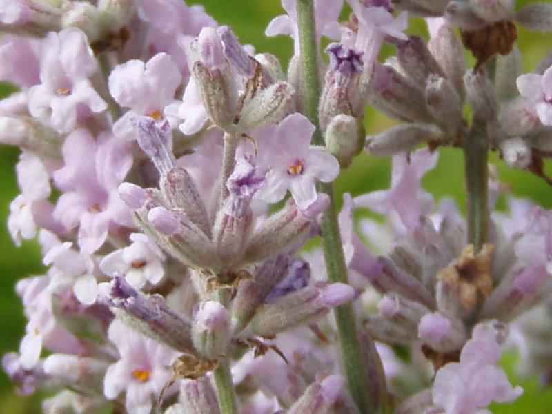 Angol vagy közönséges levendula (Lavandula angustifolia 'Rosea')