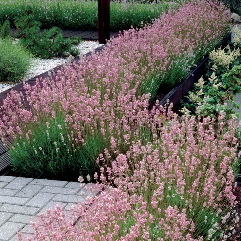 Angol vagy közönséges levendula (Lavandula angustifolia 'Rosea')