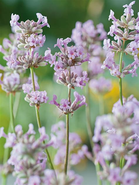 Angol vagy közönséges levendula (Lavandula angustifolia 'Rosea')