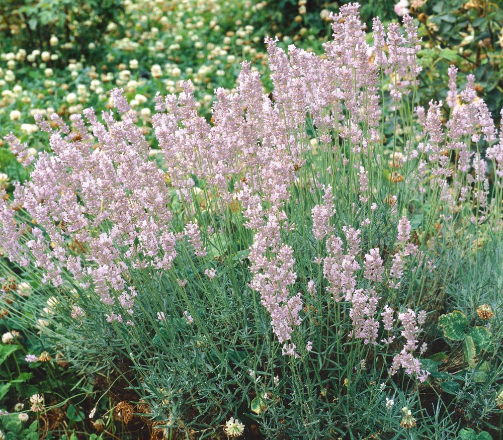 Angol vagy közönséges levendula (Lavandula angustifolia 'Rosea')