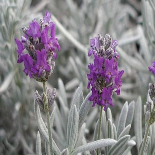 Hibrid levendula (Lavandula x chaytorae 'Richard Gray')