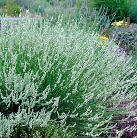 Provánszi/hibrid levendula (Lavandula x intermedia 'Edelweiss')