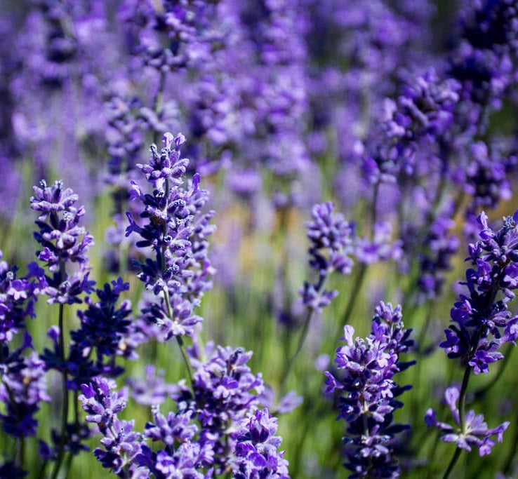 Provánszi/hibrid levendula (Lavandula x intermedia 'Grappenhall')