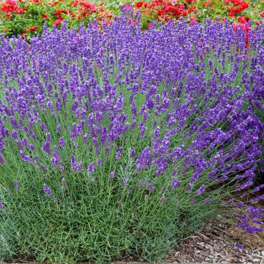 Provánszi/hibrid levendula (Lavandula x intermedia 'Grappenhall')