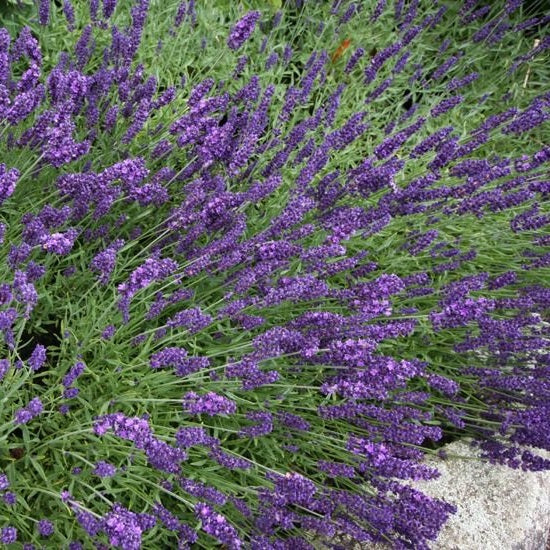 Provánszi/hibrid levendula (Lavandula x intermedia 'Grappenhall')