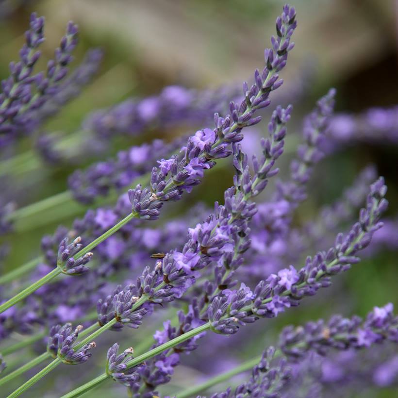 Provánszi/hibrid levendula (Lavandula x intermedia 'Grappenhall')