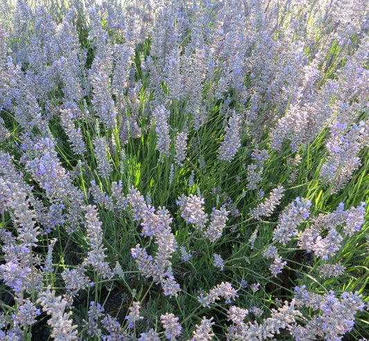 Provánszi/hibrid levendula (Lavandula x intermedia 'Provence')