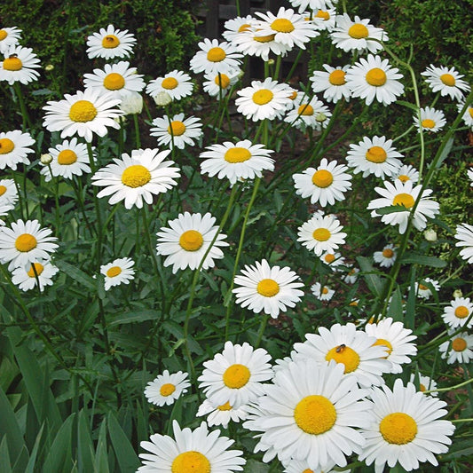 Kerti margaréta (Leucanthemum/Chrysanthemum x superbum 'Becky')