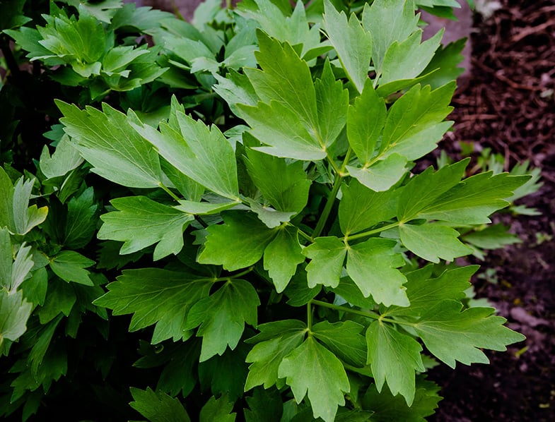 Lestyán (Levisticum officinale)