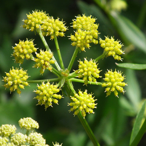 Lestyán (Levisticum officinale)