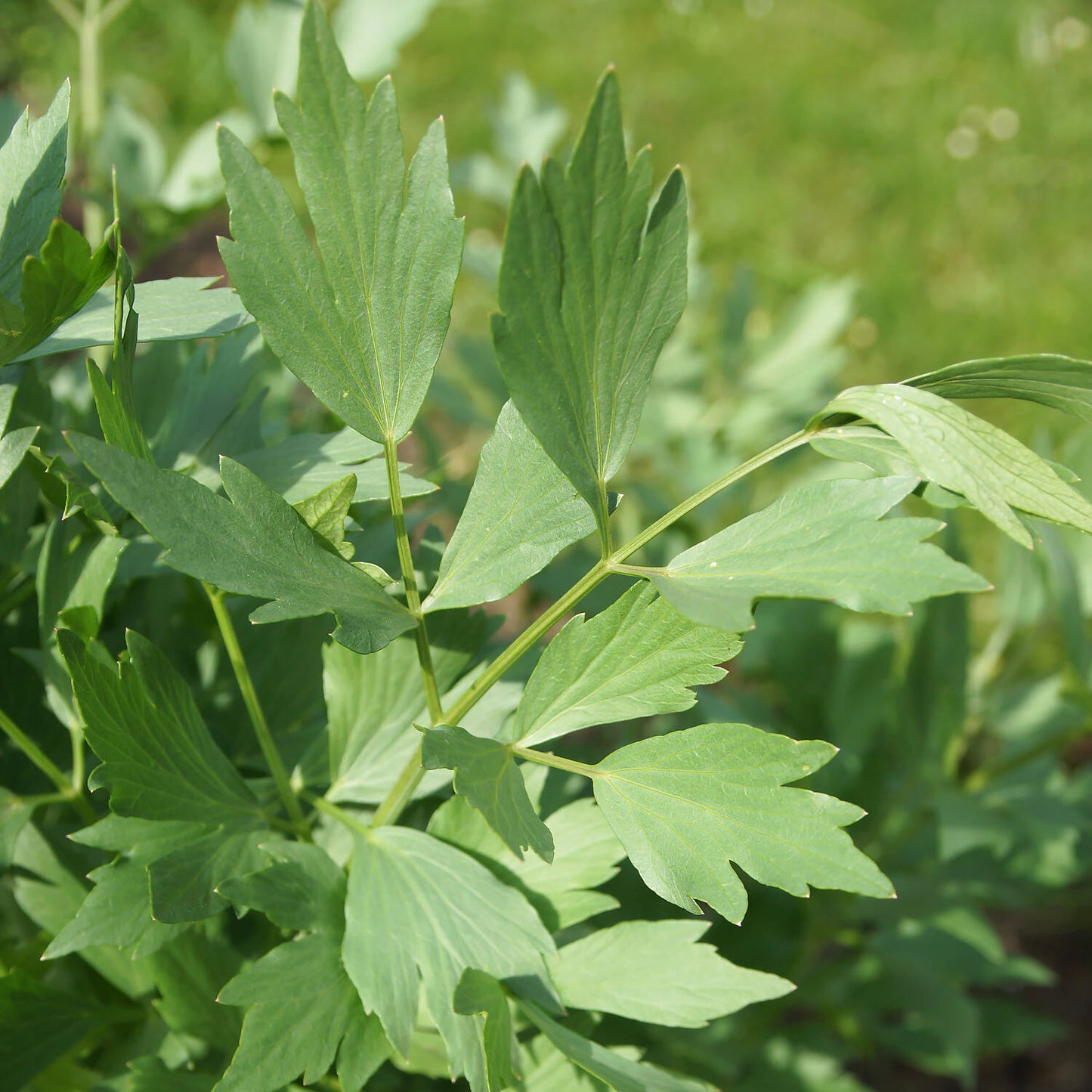 Lestyán (Levisticum officinale)