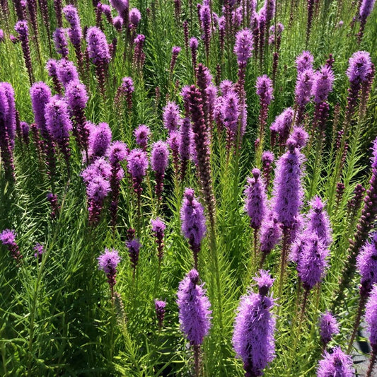 Füzéres díszcsorba (Liatris spicata 'Floristan Violett')