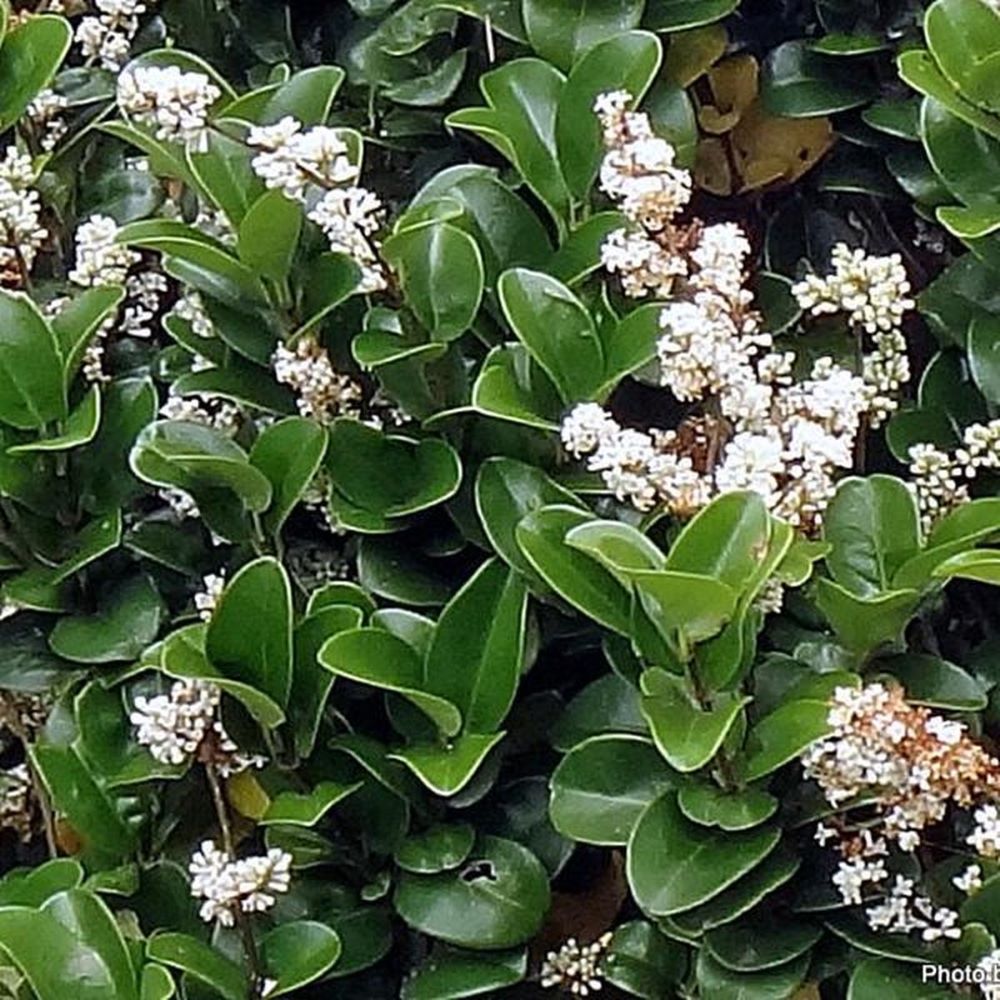 Japán fagyal (Ligustrum japonicum 'Rotundifolium')