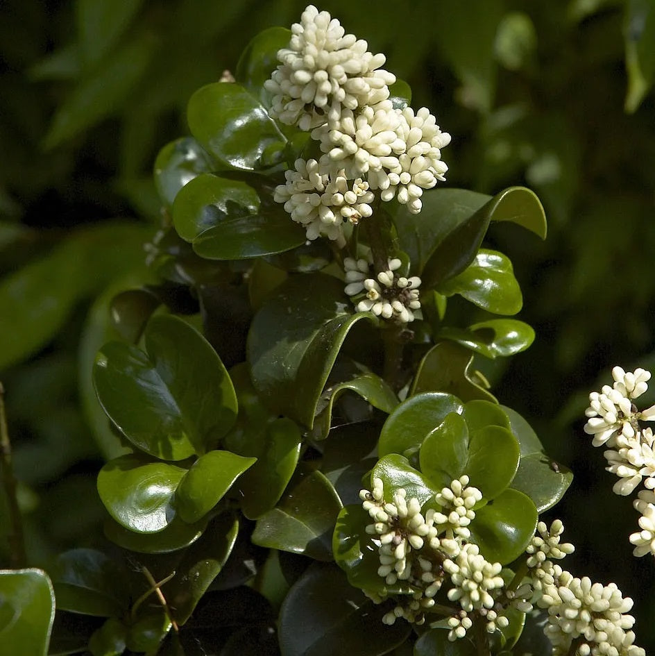 Japán fagyal (Ligustrum japonicum 'Rotundifolium')