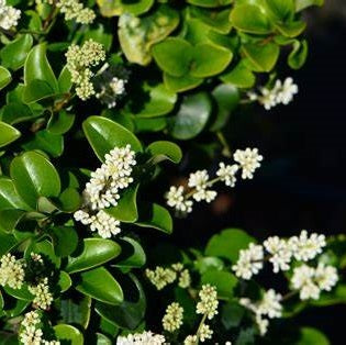 Japán fagyal (Ligustrum japonicum 'Rotundifolium')