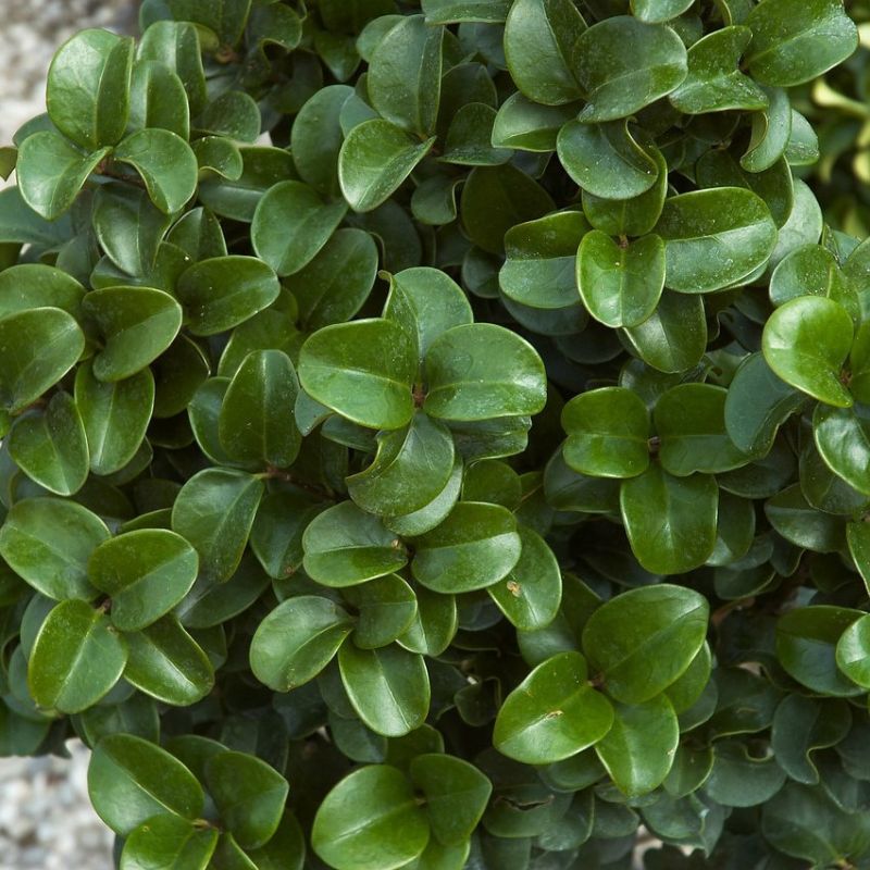 Japán fagyal (Ligustrum japonicum 'Rotundifolium')